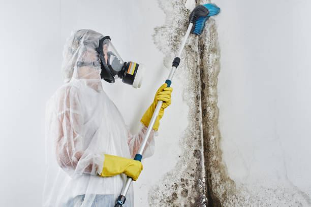 Professional Mold Remediation in Windsor, VA