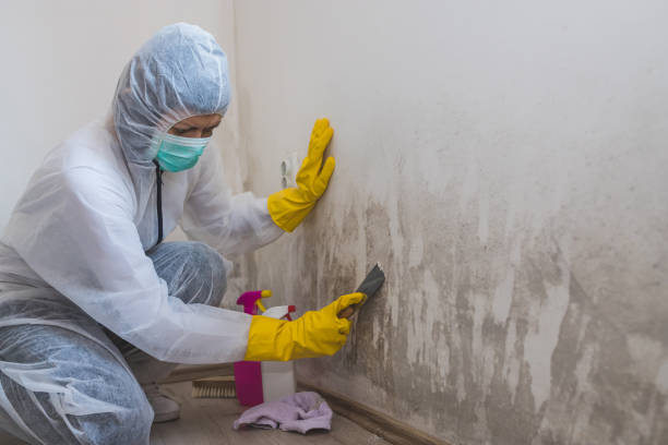 Best Emergency Mold Remediation in Windsor, VA