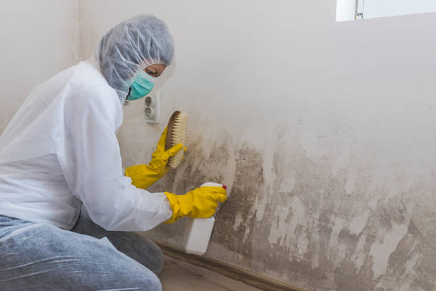 Best Basement Mold Remediation in Windsor, VA