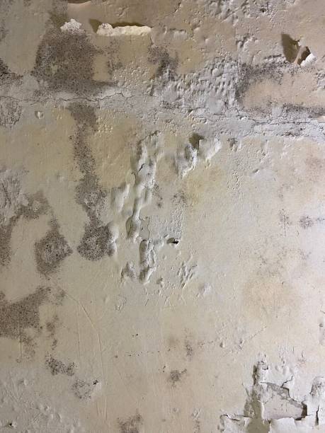 Best Residential Mold Remediation in Windsor, VA