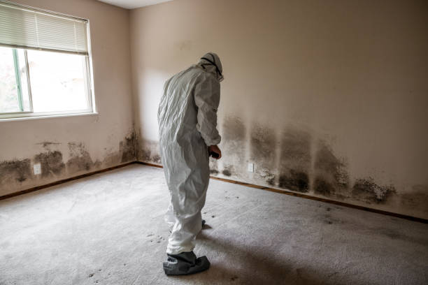 Best Residential Mold Remediation in Windsor, VA
