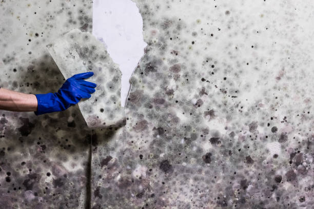 Best Mold Remediation for Specific Building Types in Windsor, VA