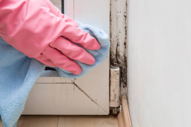 Best White Mold Remediation in Windsor, VA