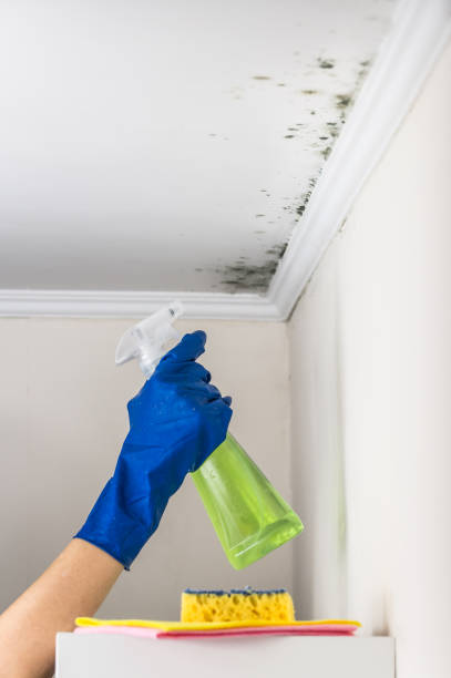 Best Kitchen Mold Remediation in Windsor, VA